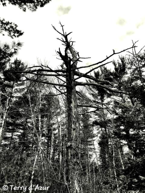 Photo © T. d'Azur © Terry W. Gravel
