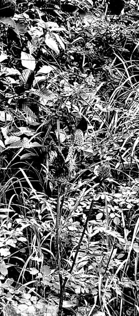 © Terry d'Azur © Terry W. Gravel