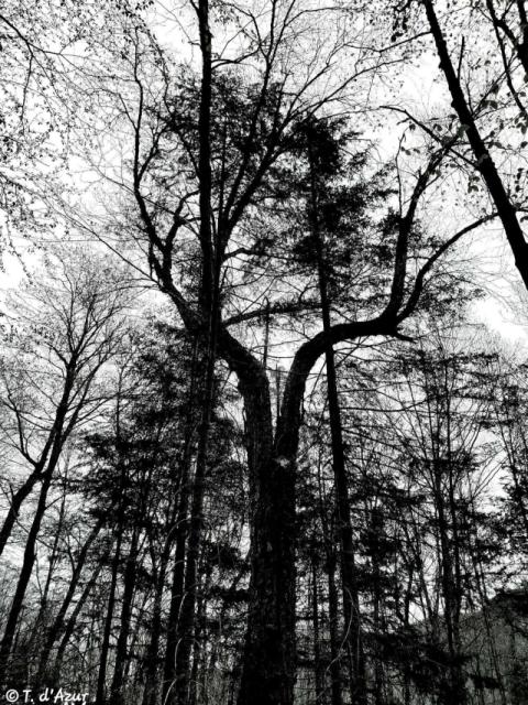 © Terry d'Azur © Terry W. Gravel