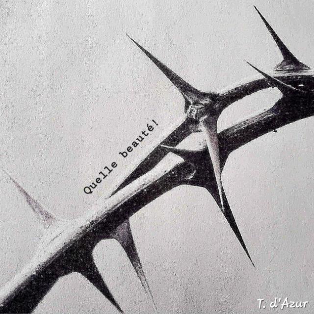 Photo : Quee beauté!