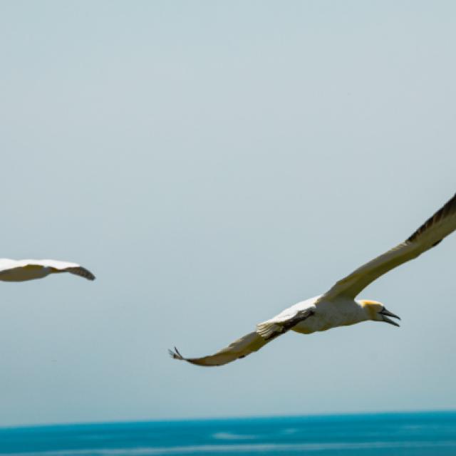 en tandem