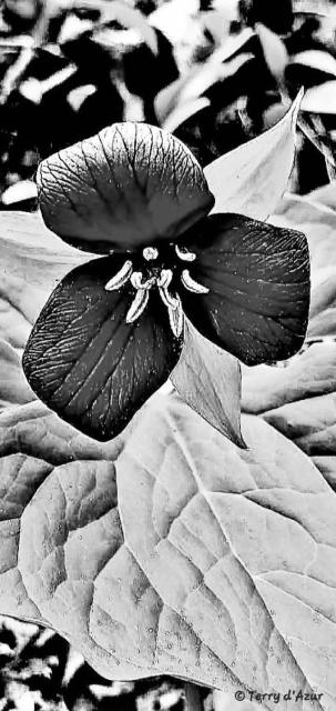 © Terry d'Azur © Terry W. Gravel