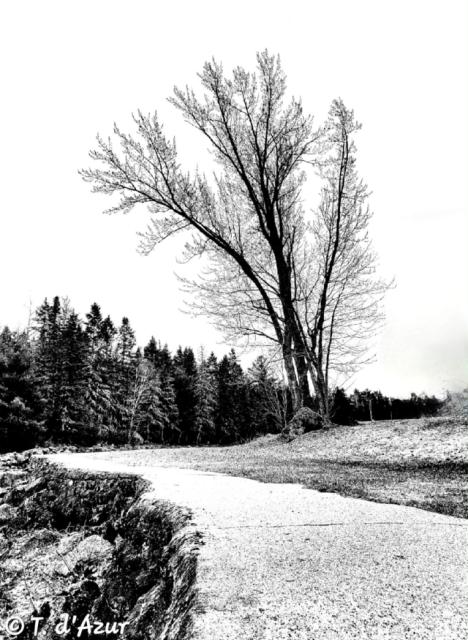 © Terry d'Azur ©Terry W. Gravel