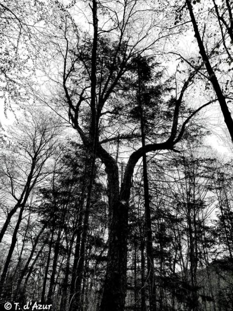 © Terry d'Azur © Terry W. Gravel