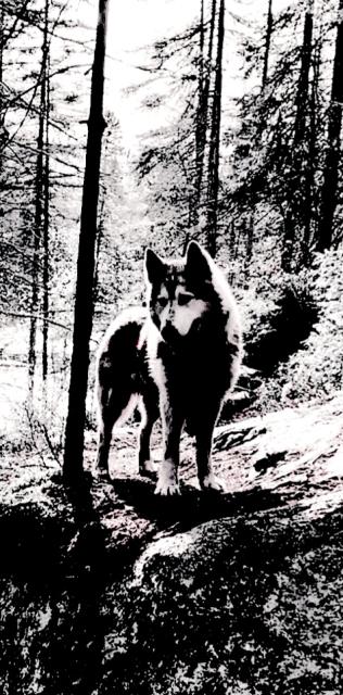 Photo © T. d'Azur © Terry W. Gravel