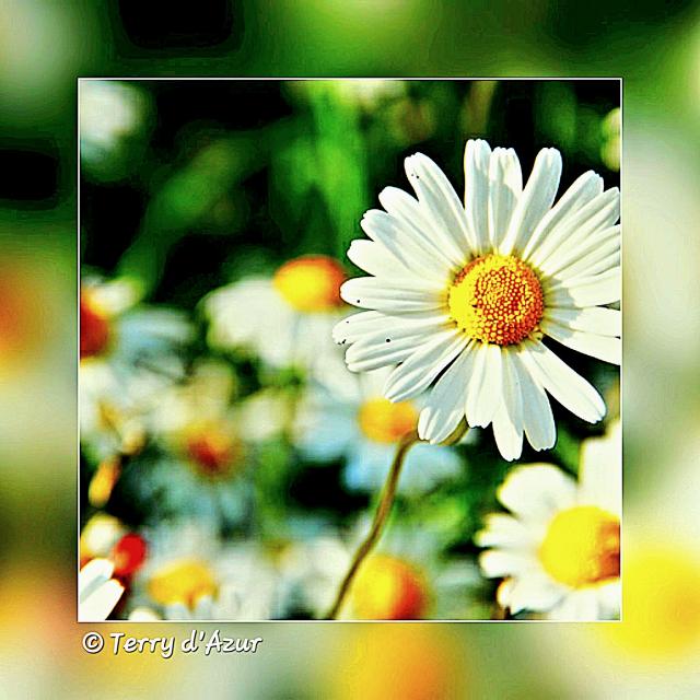 Photo © T. d'Azur © Terry W. Gravel